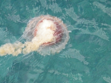 Meduza