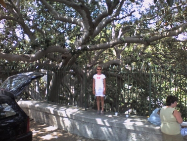 Egy fa Siracusában