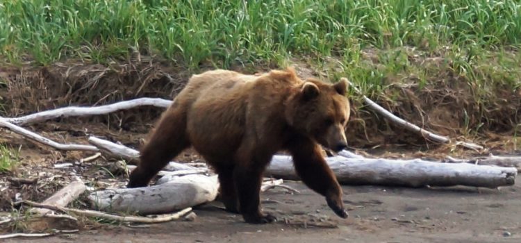 Chignik, nyár és szél Alaszkában! – Kattints a teljes szövegért
